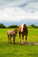 Naklejka na ściany i meble Horse and Donkey in a Pasture Near Ennis, Texas