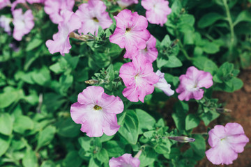 Beautiful flowers in nature park outdoor spring