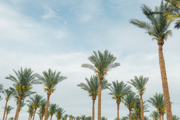 View of palm trees background, stem bark and leaves
