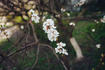 Flowering apricot in spring time on the background of a green park on a sunny day. The opening of the pistil close up. White flower, the onset of heat, copy space. Nature photography.