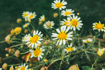 Fototapeta premium Background of summer flowers in garden outdoor nature