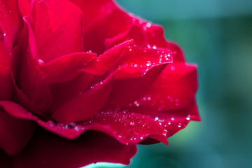 Red rose closeup with water drops. Flowers background.