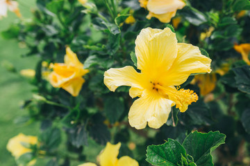 Fototapeta premium Beautiful flowers in nature park outdoor spring