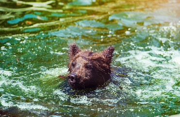 brown bear cub playing and rolling in the water