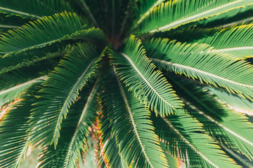 Fototapeta premium Tropical palm leaves, floral pattern background