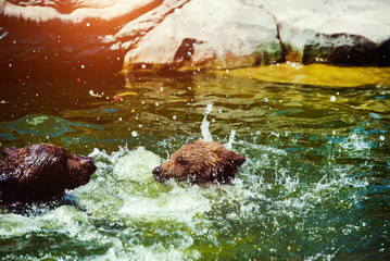 Fototapeta na wymiar brown bear cub playing and rolling in the water