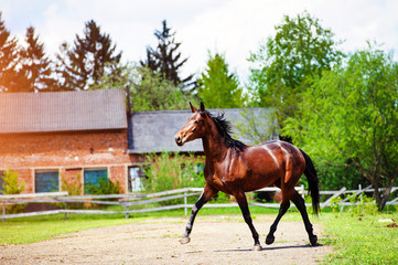 Portrait of beautiful horse in summer