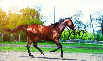 Horse run gallop in meadow