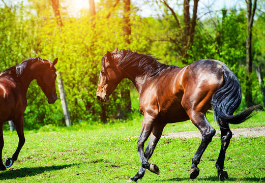 Gallop Images – Browse 121,364 Stock Photos, Vectors, and Video | Adobe ...