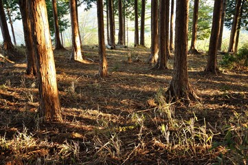 朝日射し込む山林