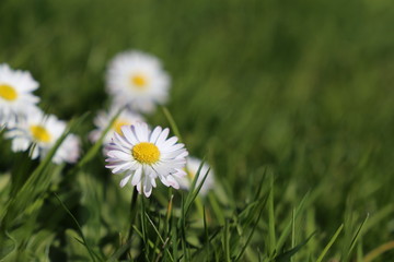 Chamomile flowers in the green grass. White daisies on sunny meadow, spring season background