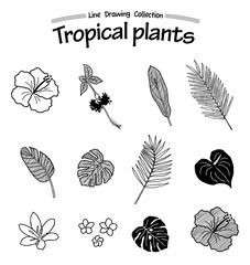 Tropical plants -Line Drawing Collection-