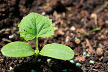 Green cucumber plant in summer garden. Nature background.
