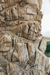 Bark from a palm tree make a tropical background