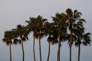 row of palm trees