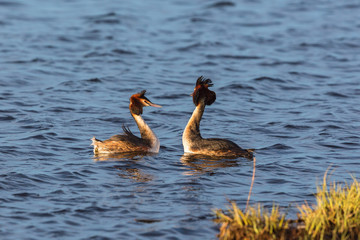 Great Crested Grebe in mating ritual