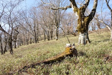 笹原のブナ大木