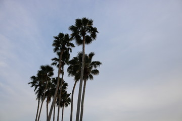 palm trees against blue sky © Ally