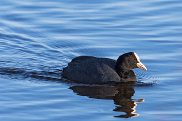 Eurasian Coot swimming in the lake