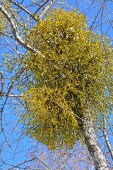 早春のヤドリギ