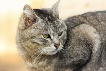 Close-up portrait of gray angry severe and serious cat looking strictly. Blurred  background