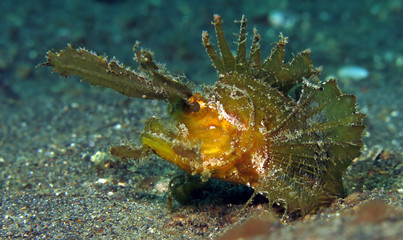 Underwater world - Ambon scorpionfish - Pteroidichthys amboinensis. Lembeh strait, Indonesia.