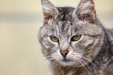 Close-up portrait of gray angry severe and serious cat looking strictly. Blurred  background