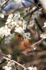 Bee on white flower
