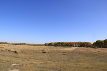 tree in field