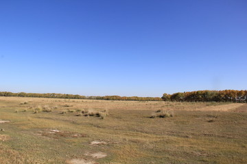 Fototapeta premium landscape with trees and blue sky
