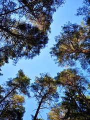 Pine tops + clear blue sky
