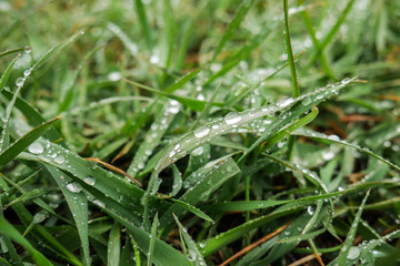 dew drops on the grass in the early morning