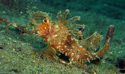 Underwater world - Ambon scorpionfish - Pteroidichthys amboinensis. Lembeh strait, Indonesia.