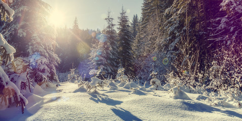 Wonderful Winter Nature Background. fairy-tale wintry woodland .