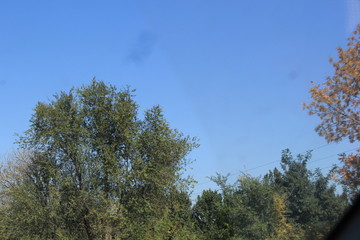 Obraz premium trees and sky