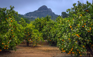 Fototapeta na wymiar Valencian orange and orange blossoms. Spain. Spring harvest