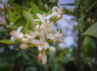 Valencian orange and orange blossoms. Spain. Spring harvest