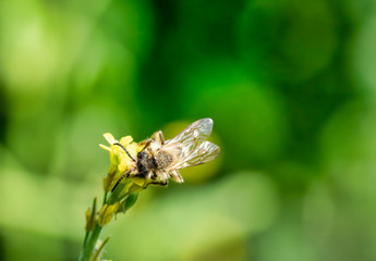 detail of a bee on top a rosemary flower