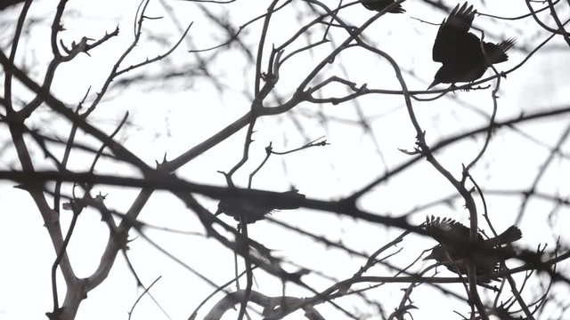 Family of crows on the branches of a tree. Silhouette of birds. black Maria. Close up.