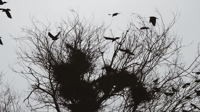 Silhouettes of flying crows over the nest. Cloudy weather. The sad scary picture.