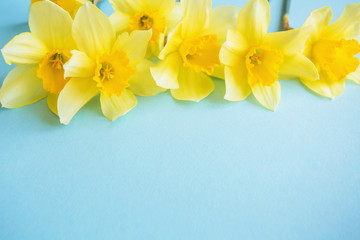 Fototapeta na wymiar yellow daffodils on top of the frame on a blue background with space for text at the bottom of the photo