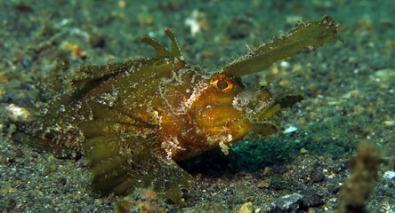 Underwater world - Ambon scorpionfish - Pteroidichthys amboinensis. Lembeh strait, Indonesia.