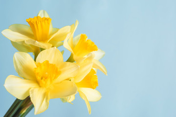 yellow daffodils left on a blue background with free space for inscriptions and text