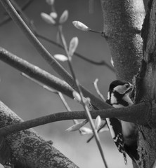 Great spotted woodpecker. Medium-sized woodpecker with pied black and white plumage and a red patch on the lower belly. 