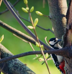 Great spotted woodpecker. Medium-sized woodpecker with pied black and white plumage and a red patch on the lower belly. 