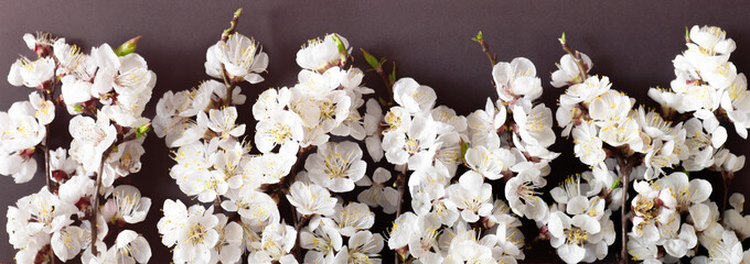 Festive background for spring holidays. Spring flowers on black  background. Apricot blossom . Top view. Apricot blossom on a color background. Spring concept