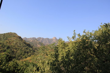 tree in mountains