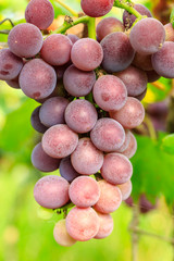 Ripe grapes in the orchard,fruit in a natural scene