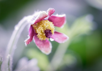 開花　花　美味しそう　
