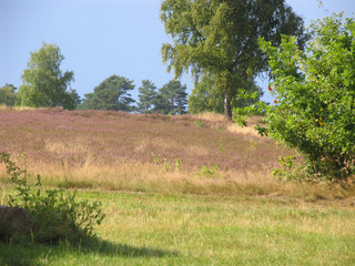 Heather areas on Wietzer Berg